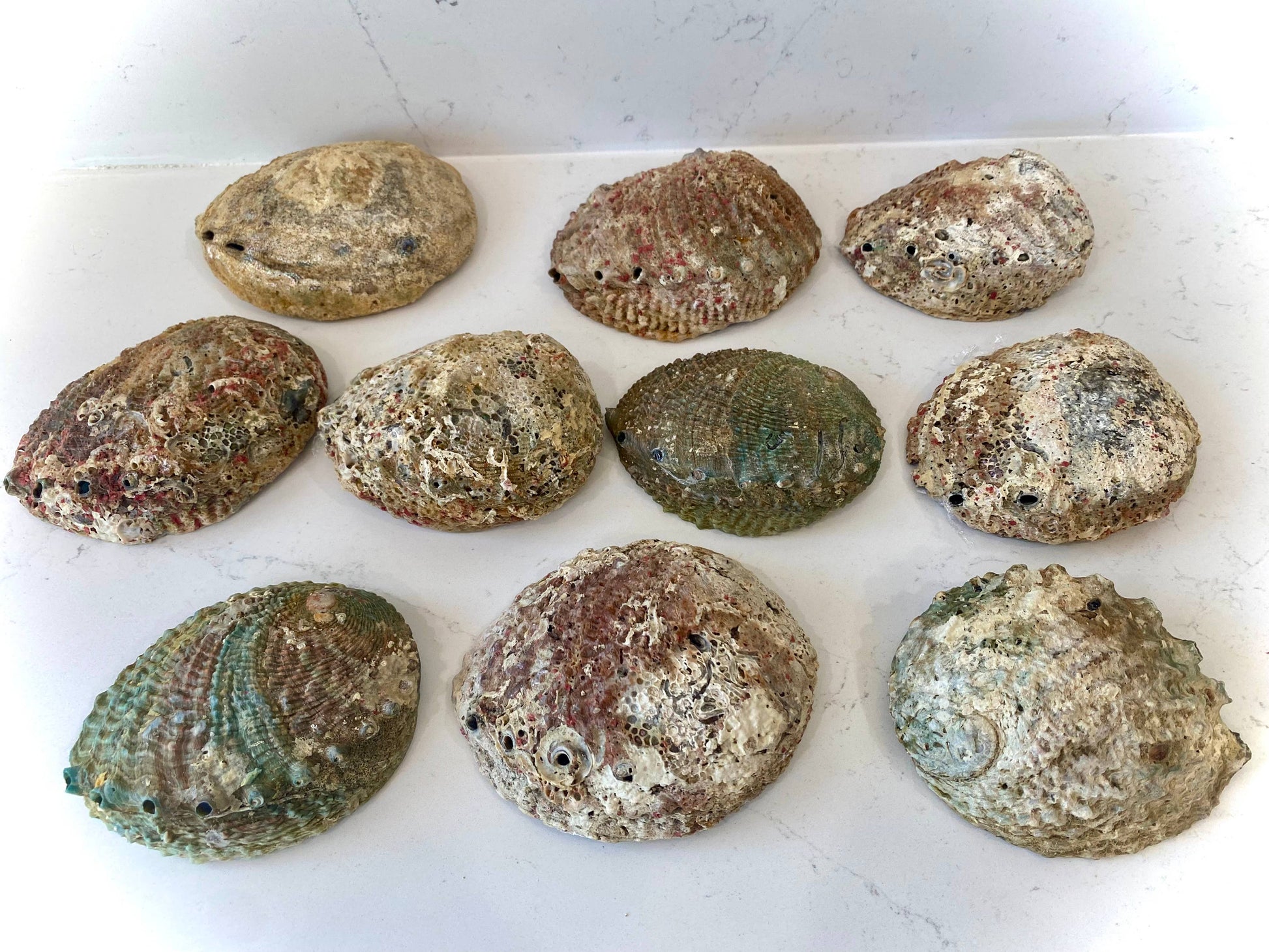 Abalone Shell Smudge Bowls (Large) - Pluff Mud Mercantile