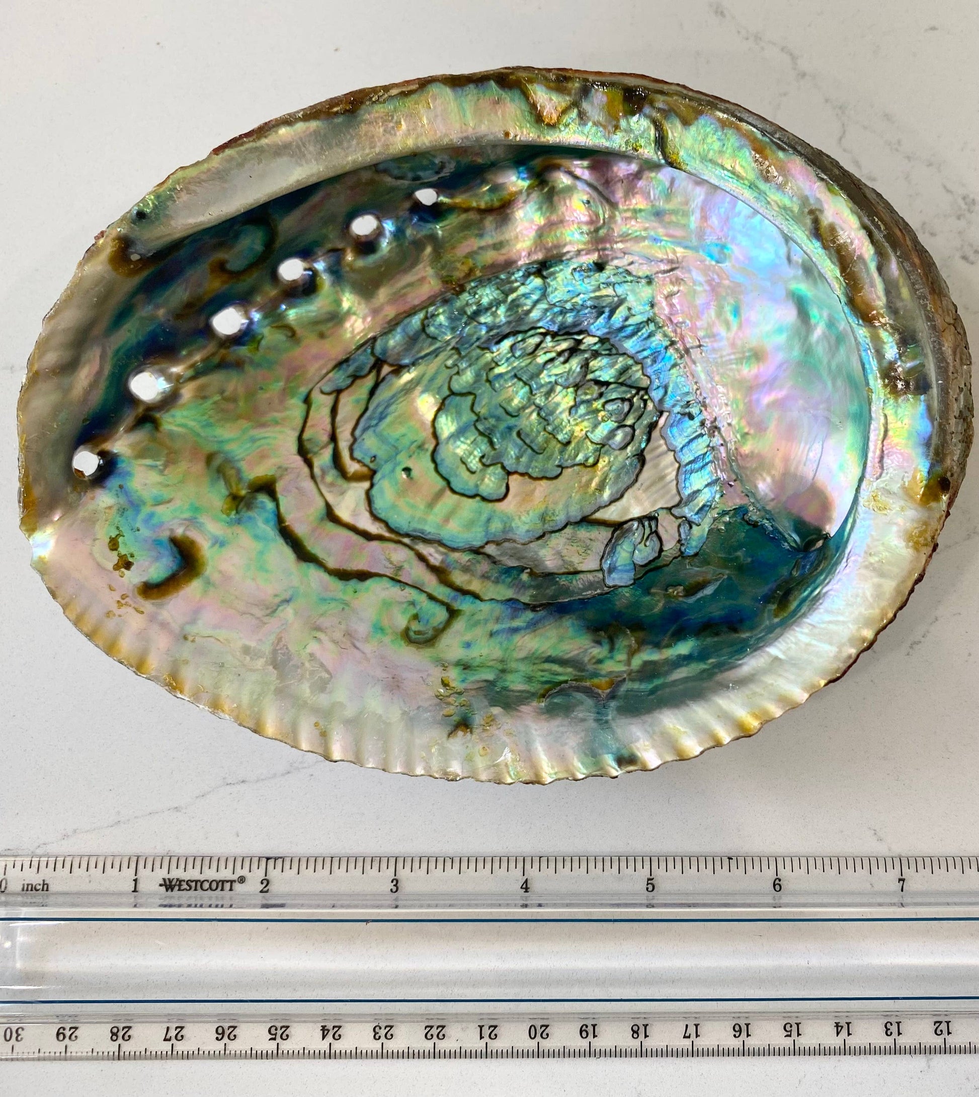 Abalone Shell Smudge Bowls (Large) - Pluff Mud Mercantile