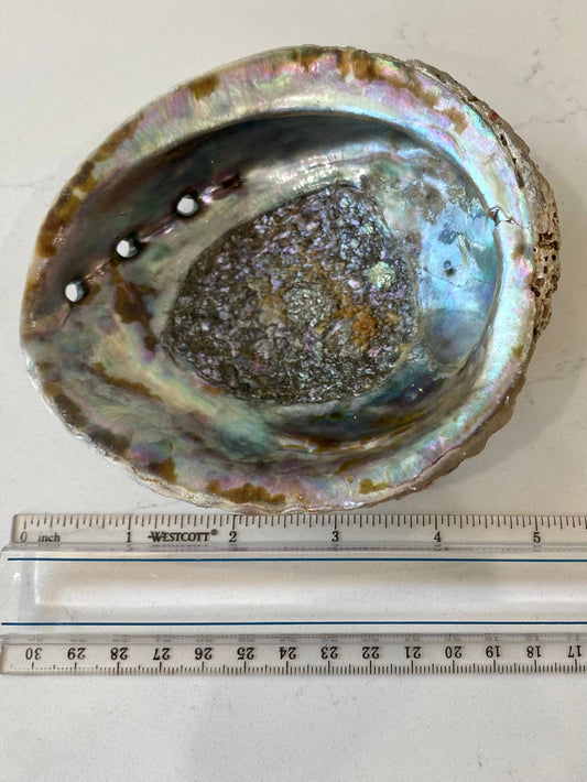 Abalone Shell Smudge Bowls (Medium) - Pluff Mud Mercantile
